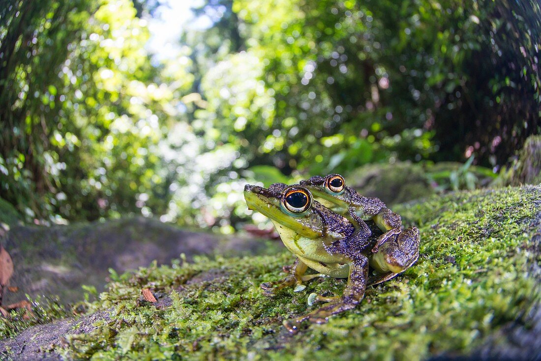 Mating black-spotted rock frogs, Borneo