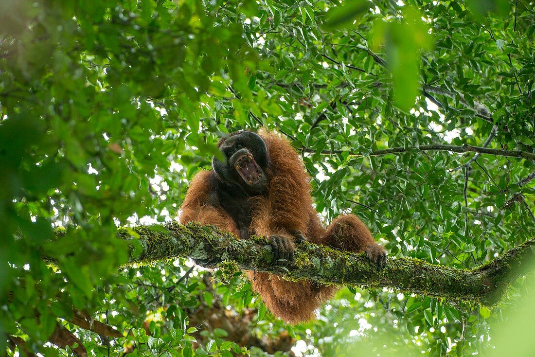 Male orangutan, Borneo