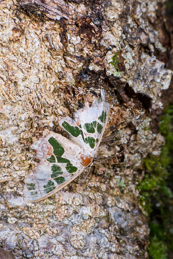 Antitrigodes divisaria moth, Borneo