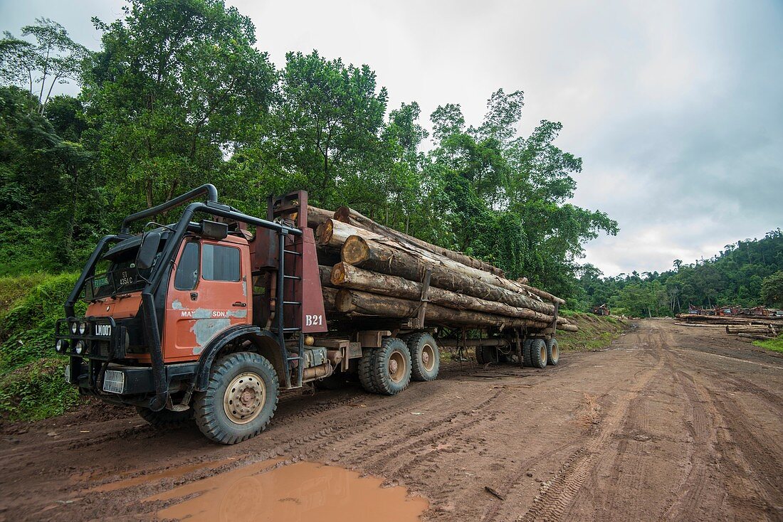 Logging in Imbak Canyon Conservation Area, Borneo