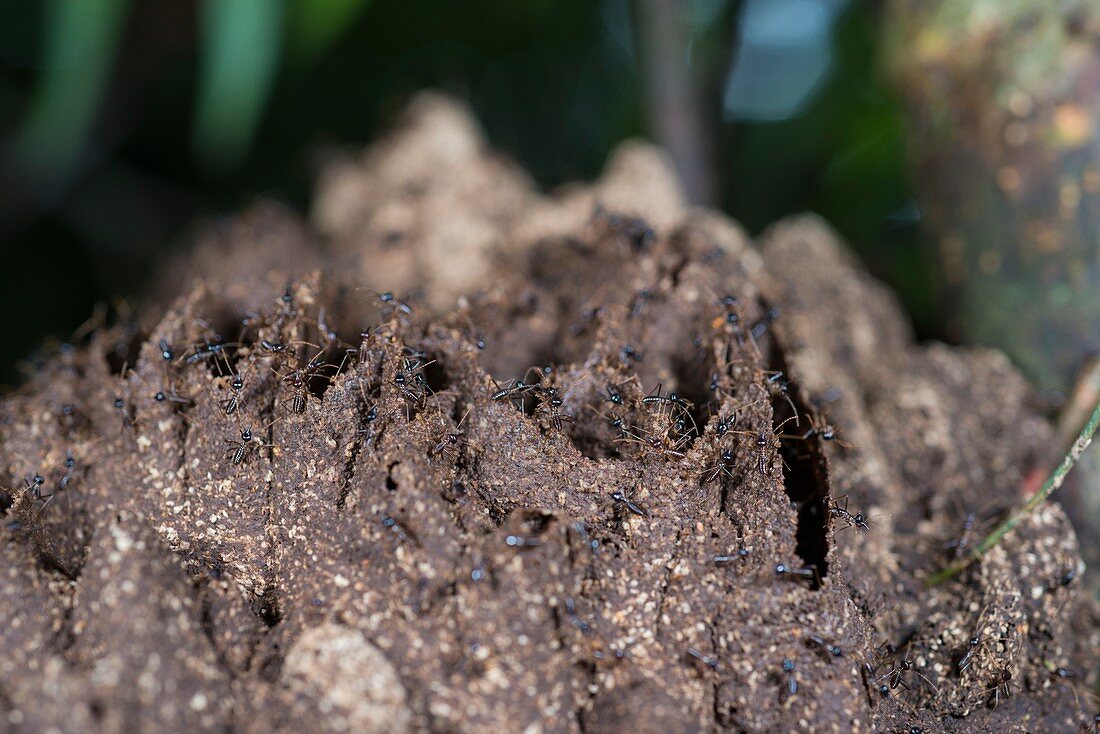 Termite colony