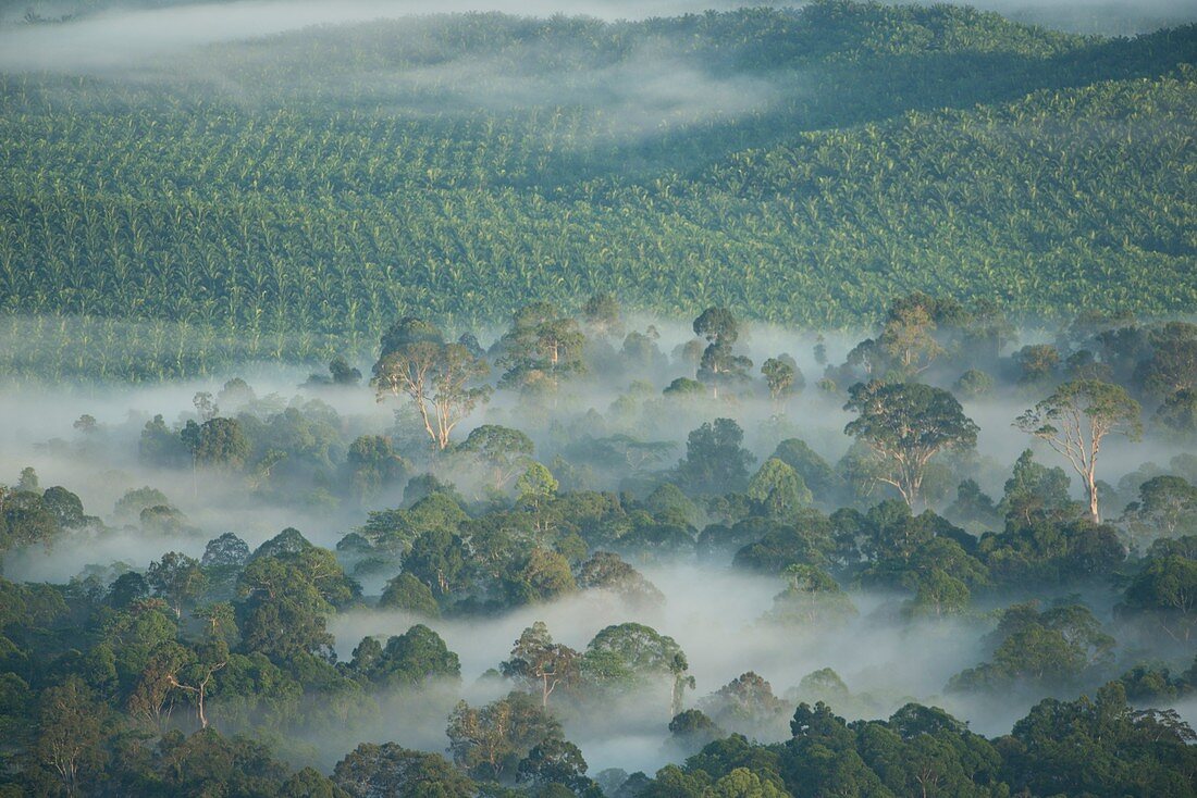 Palm oil plantation, Borneo