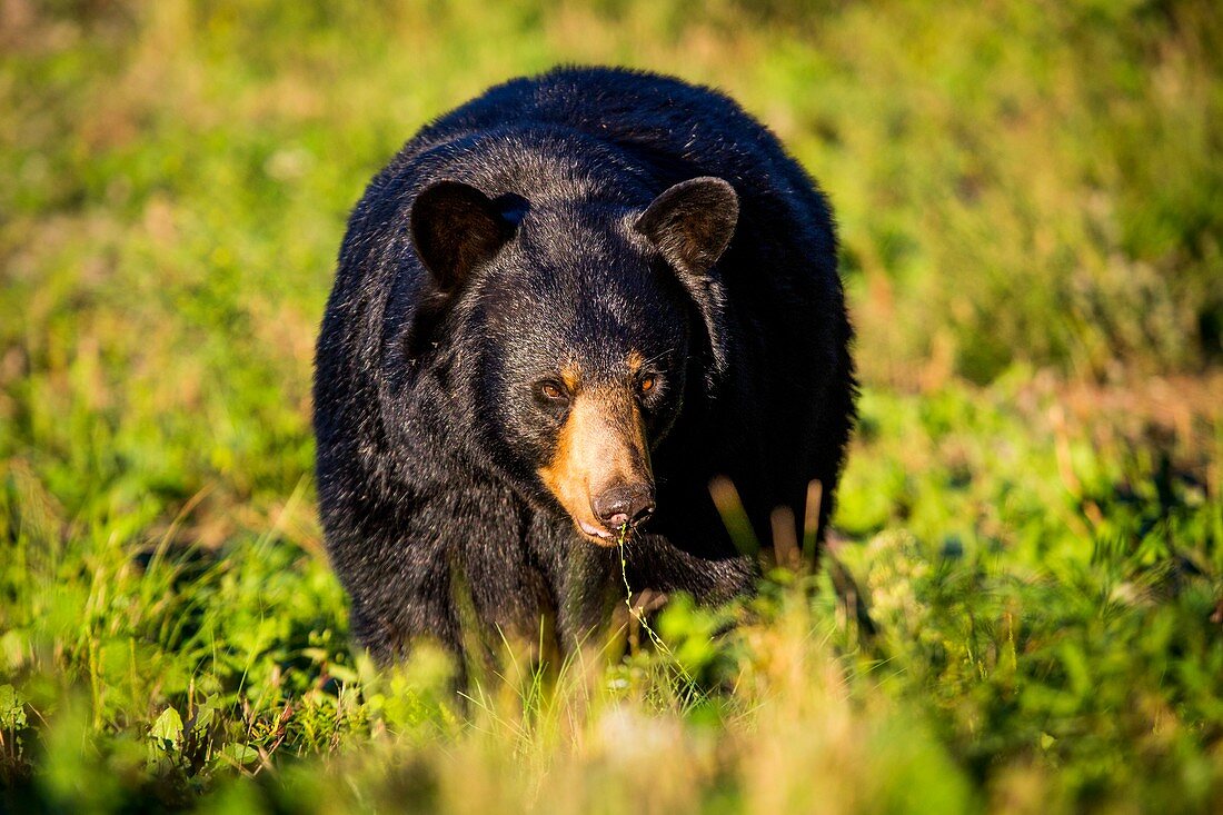 Black bear preparing for hibernation, USA