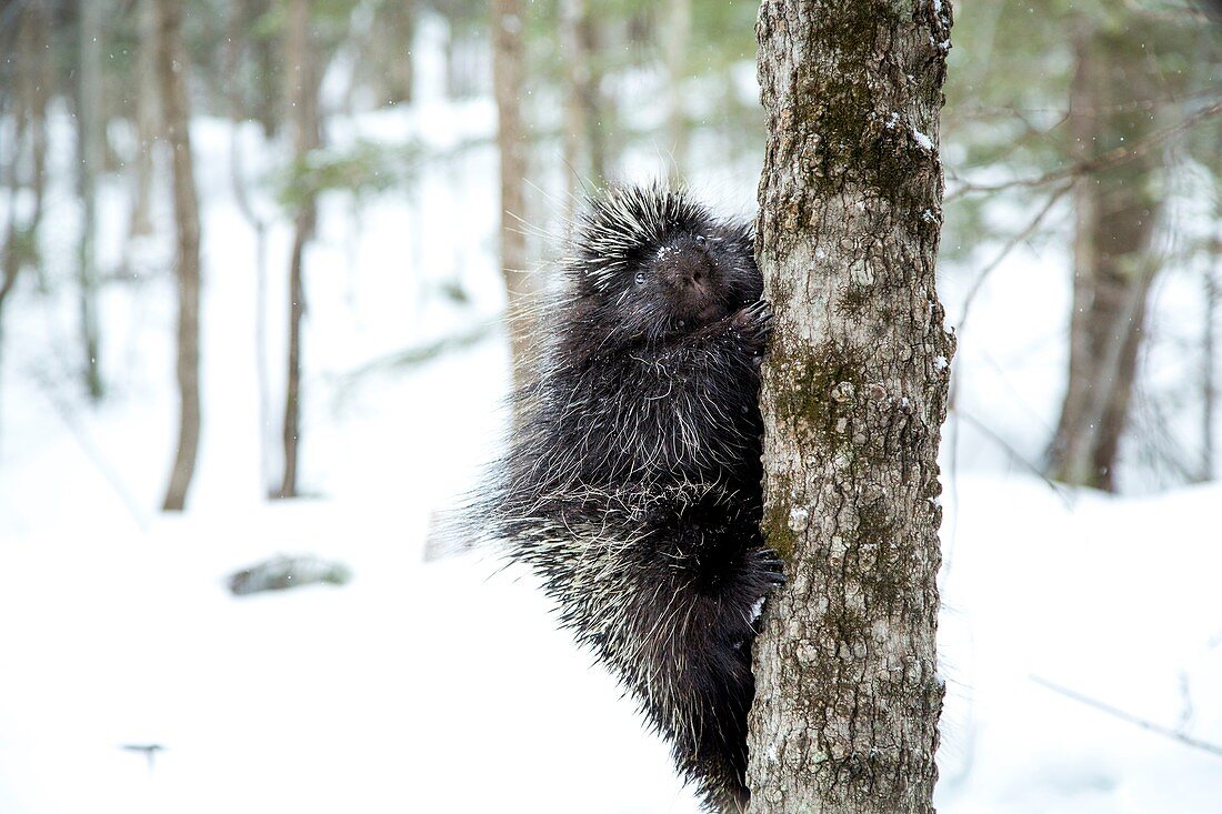 North American porcupine climbing tree