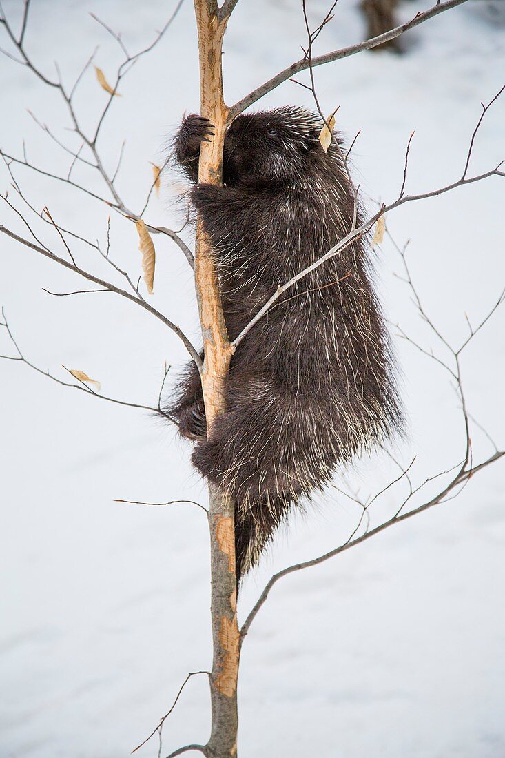 Porcupine climbing beech tree