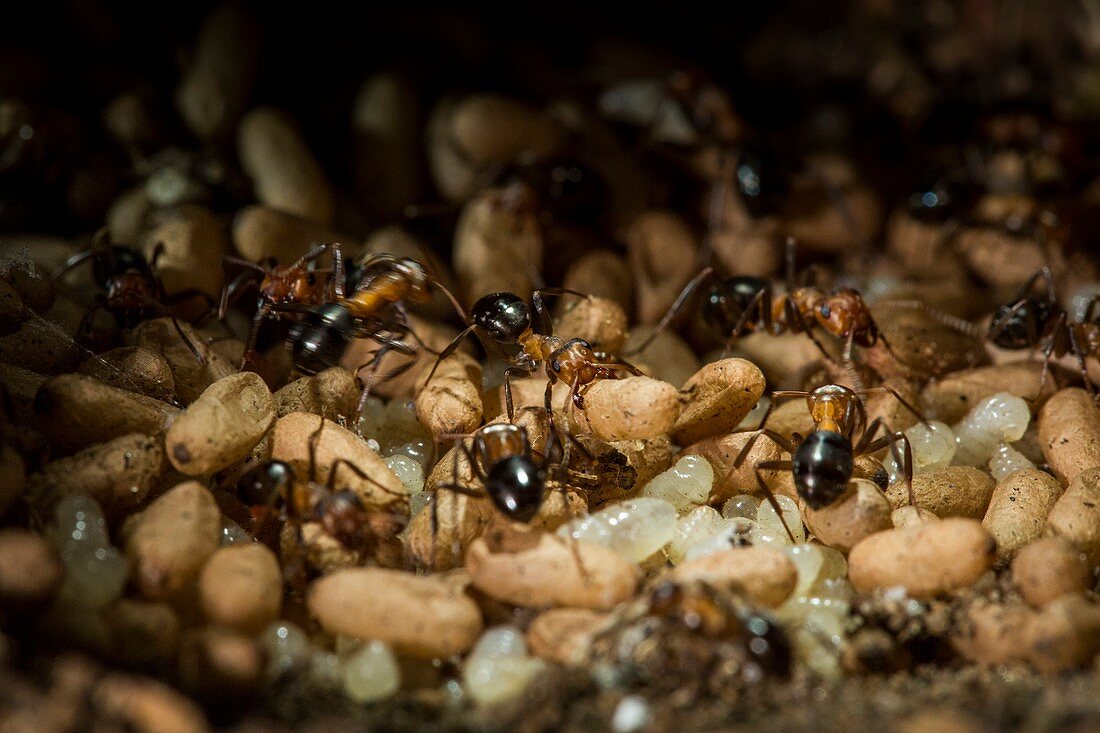 Allegheny mound ant colony