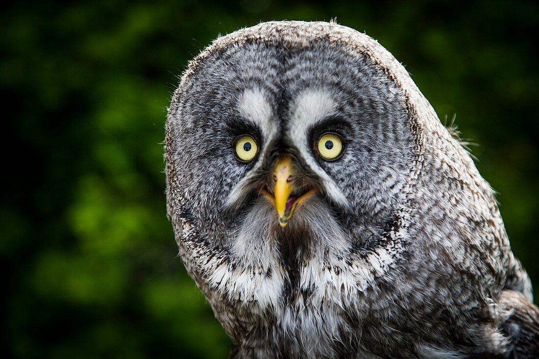 Great grey owl head