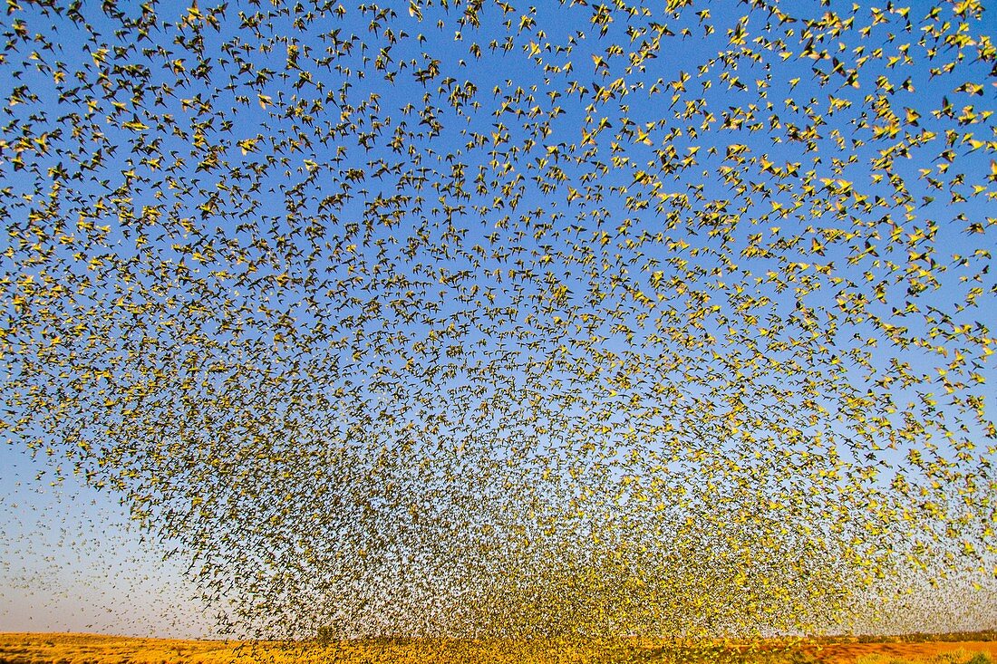 Budgerigars flocking to find water, Australia