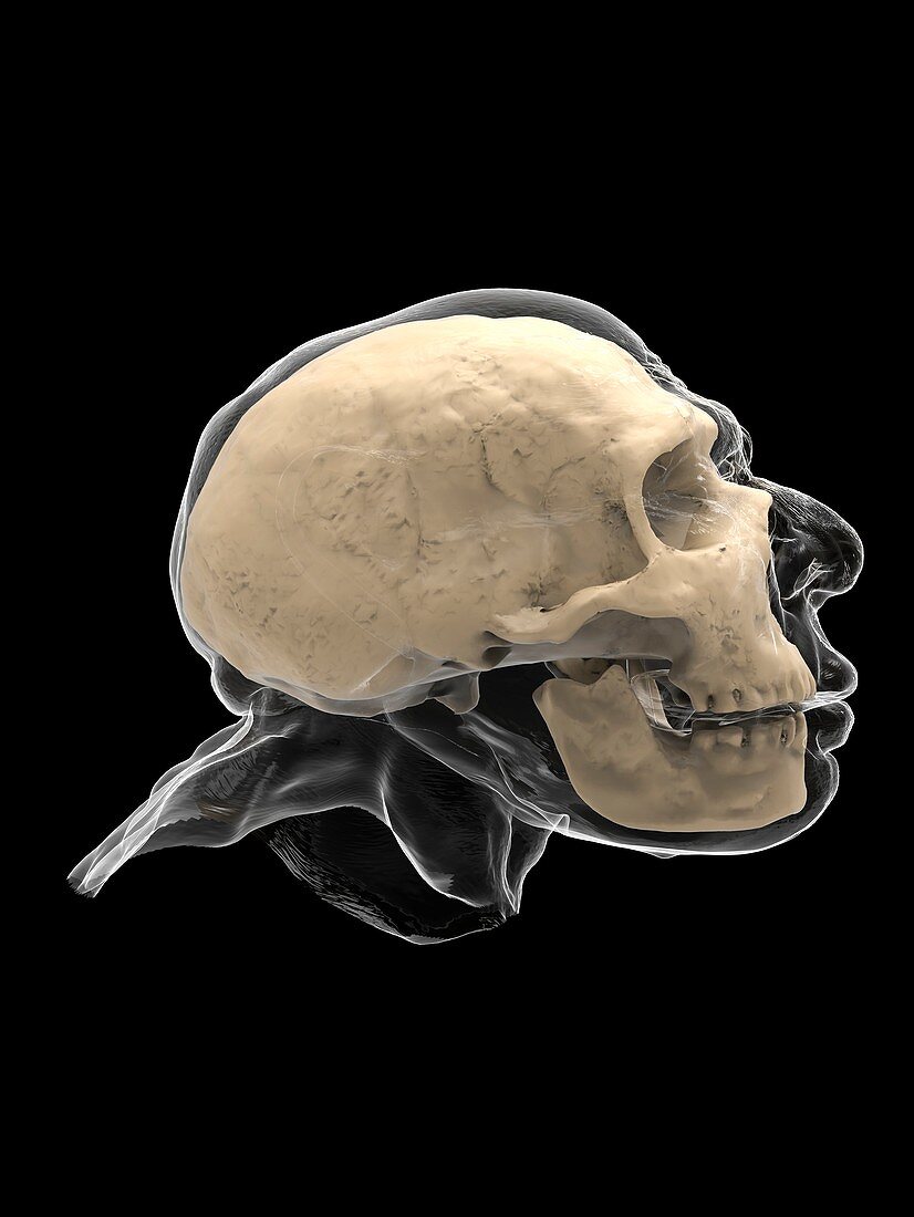 Neanderthal skull and head, illustration