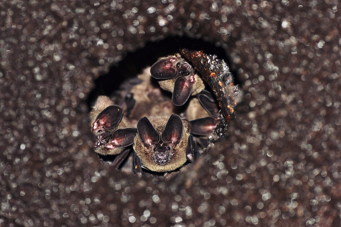 Round-eared bats roosting in termite colony