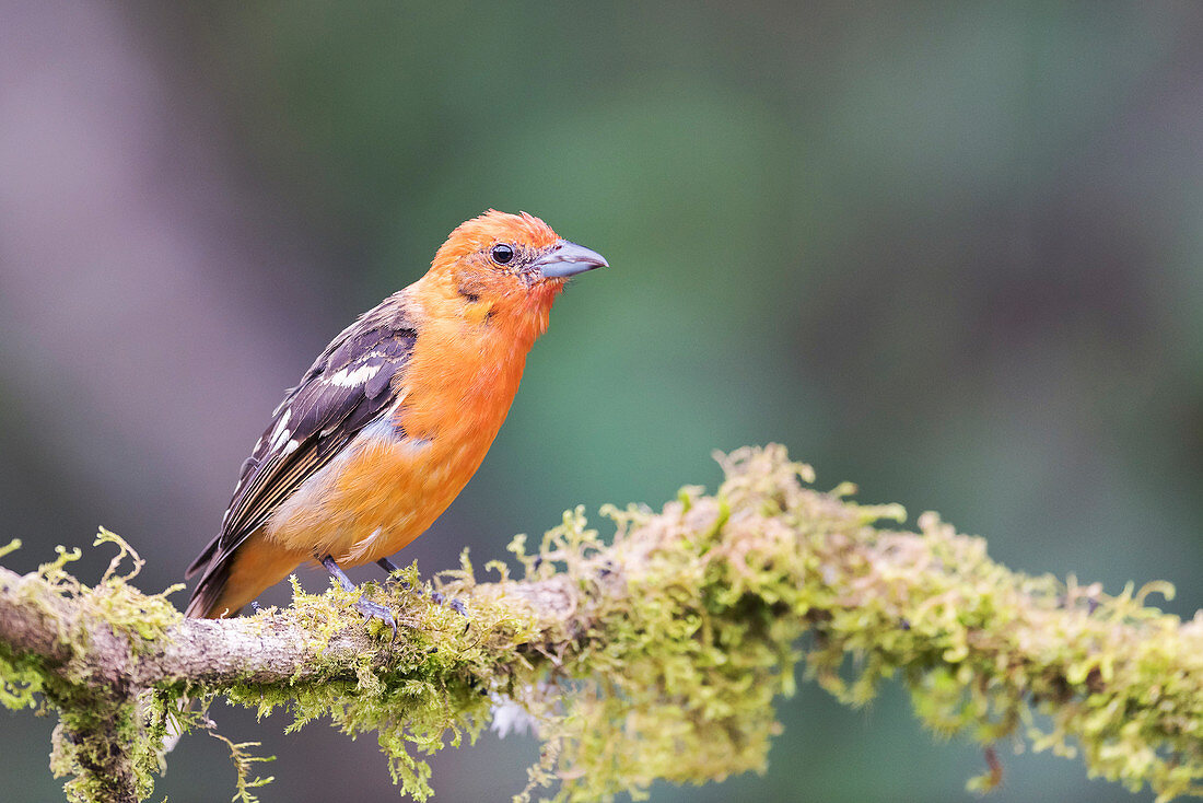 Flame-coloured tanager