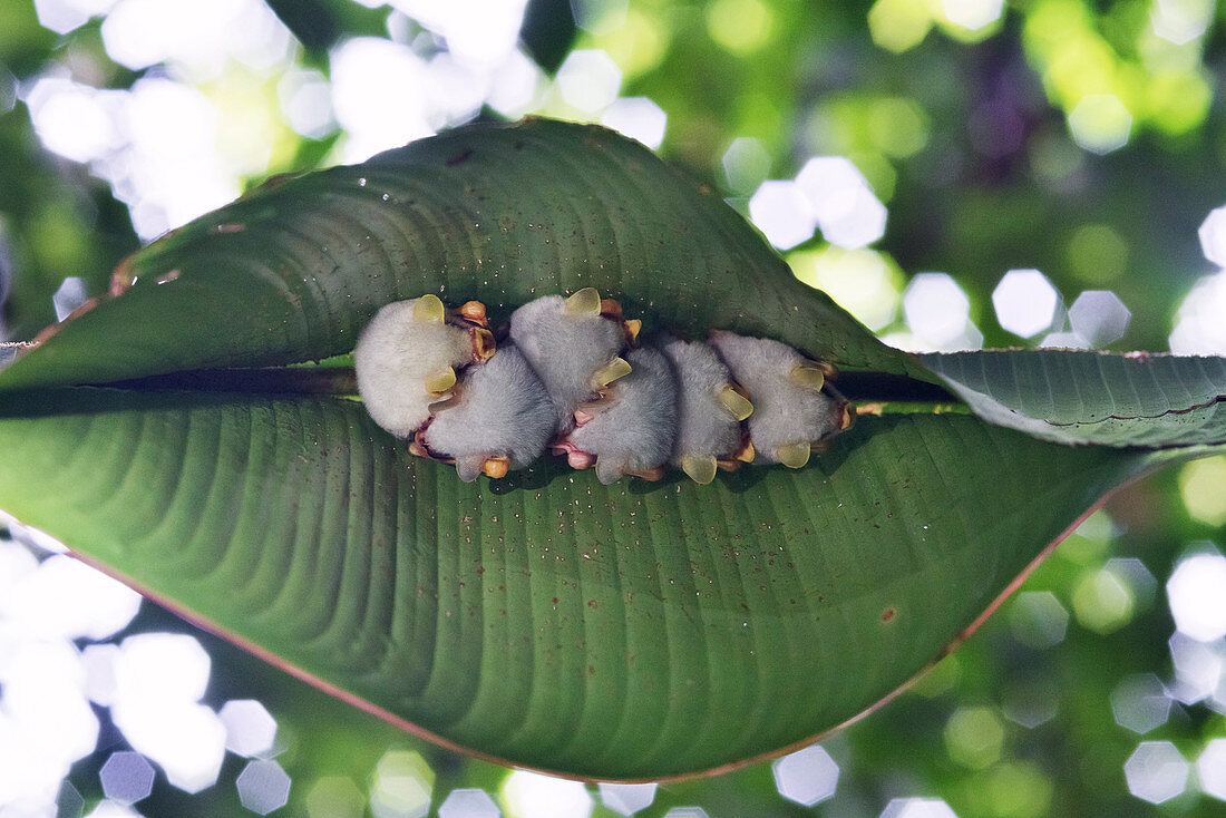 Honduran white bats roosting