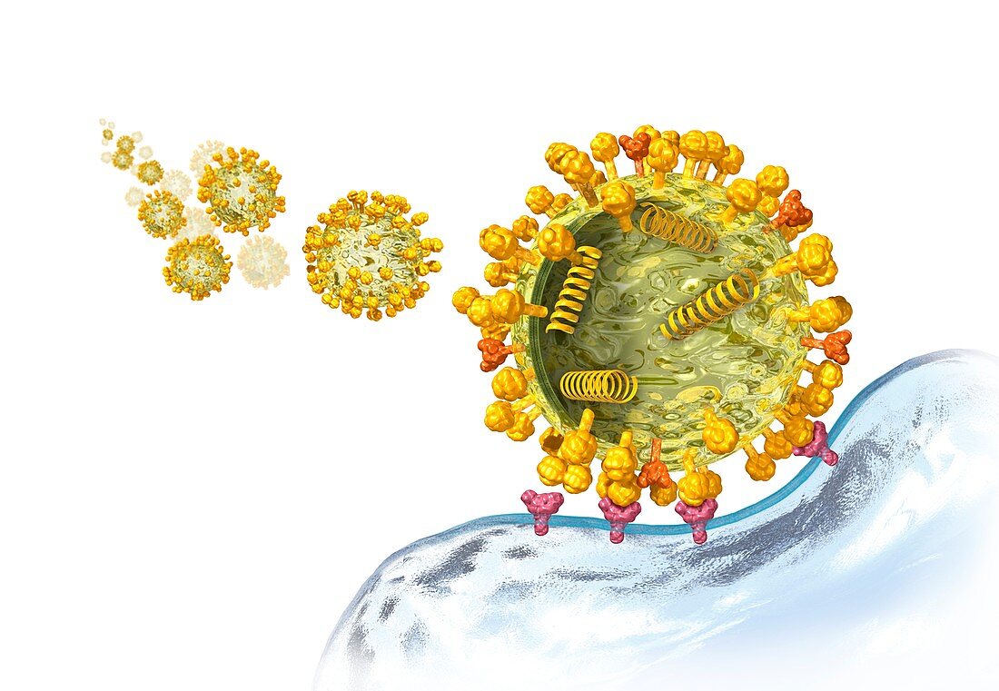 Virus particle binding to a cell, illustration