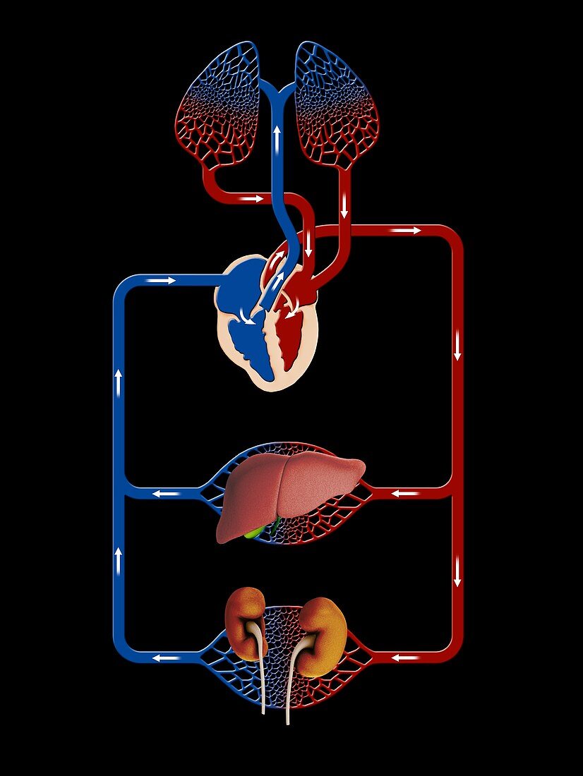 Liver and kidney blood supply, illustration