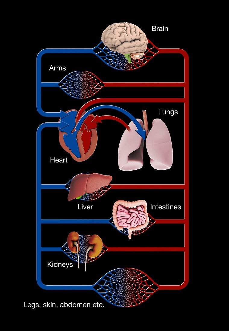 Major organs blood supply, illustration
