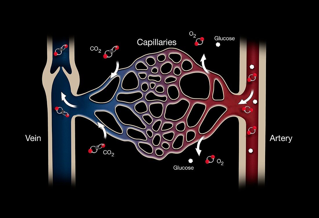 Capillary system, illustration