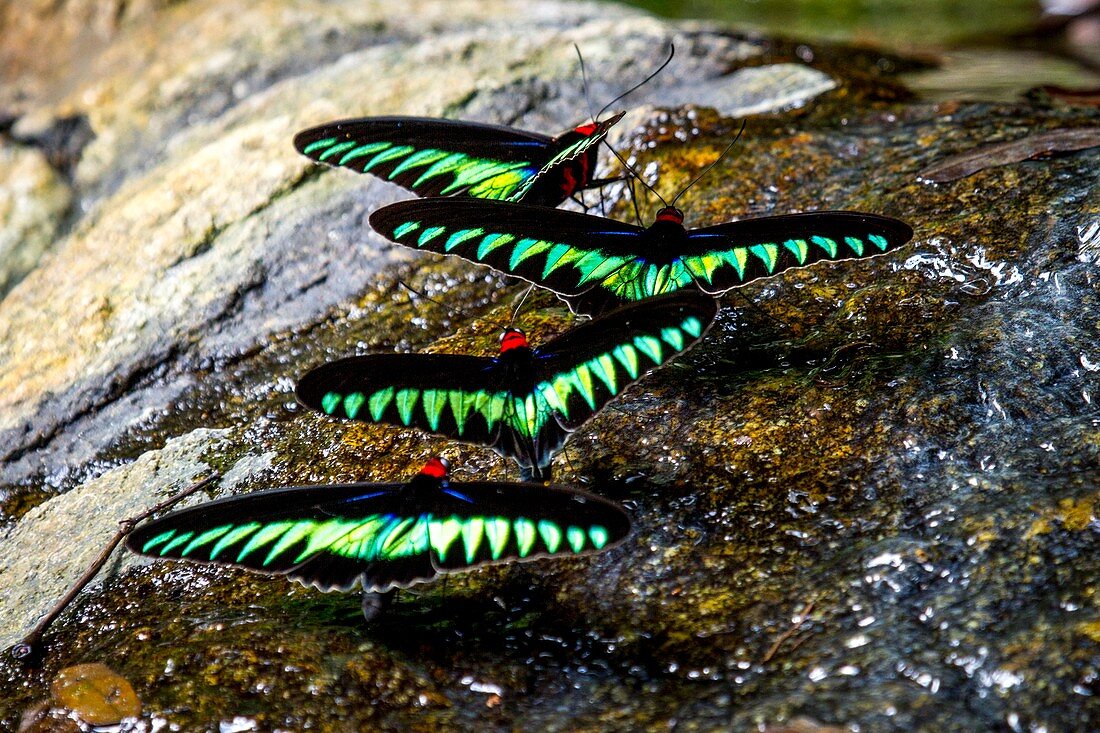 Raja Brooke's birdwing butterflies, Borneo