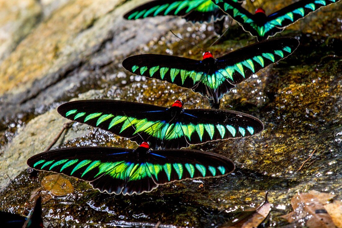 Raja Brooke's birdwing butterflies, Borneo