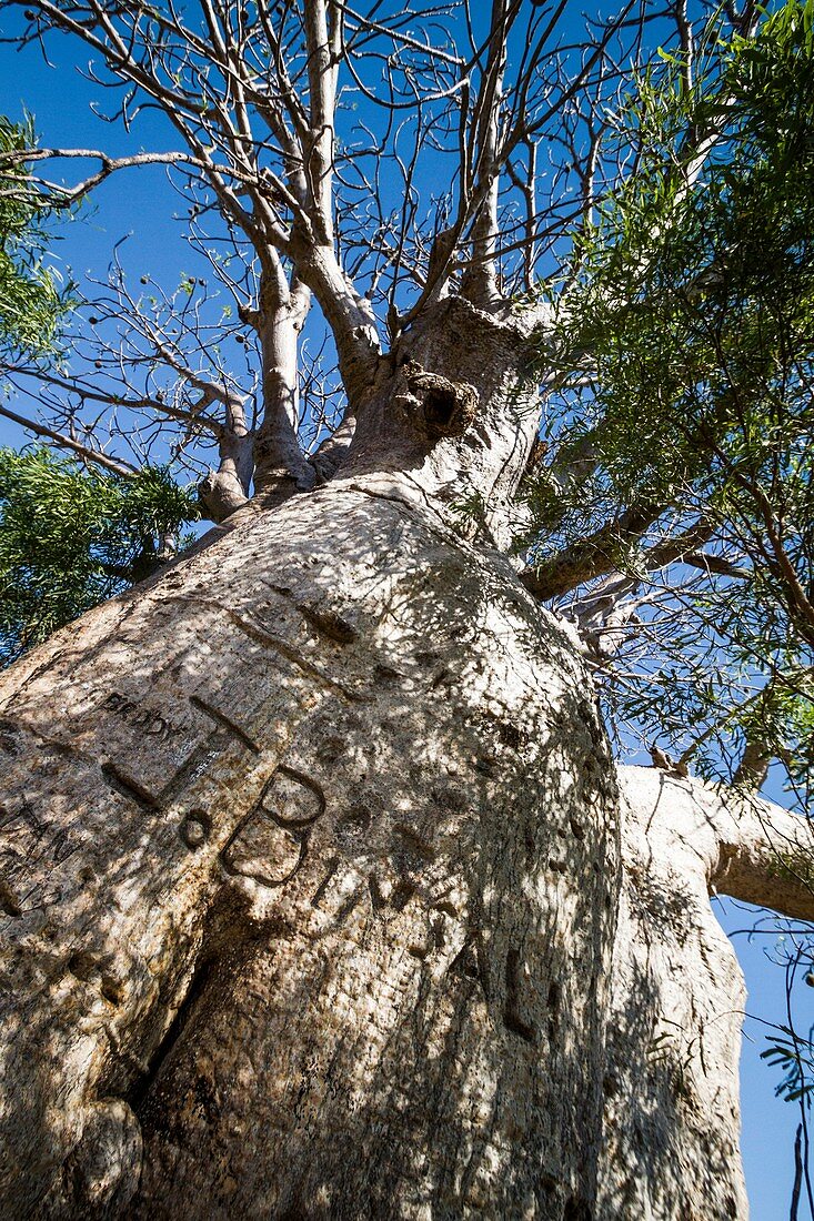 Boab tree (Adansonia gregorii), Australia