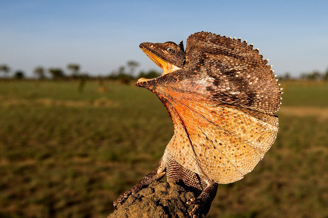 Frill-neck lizard displaying