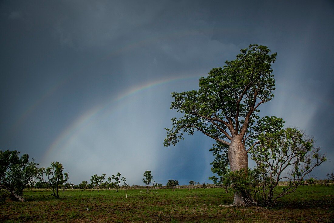 Rainbow over boab tree, Australia