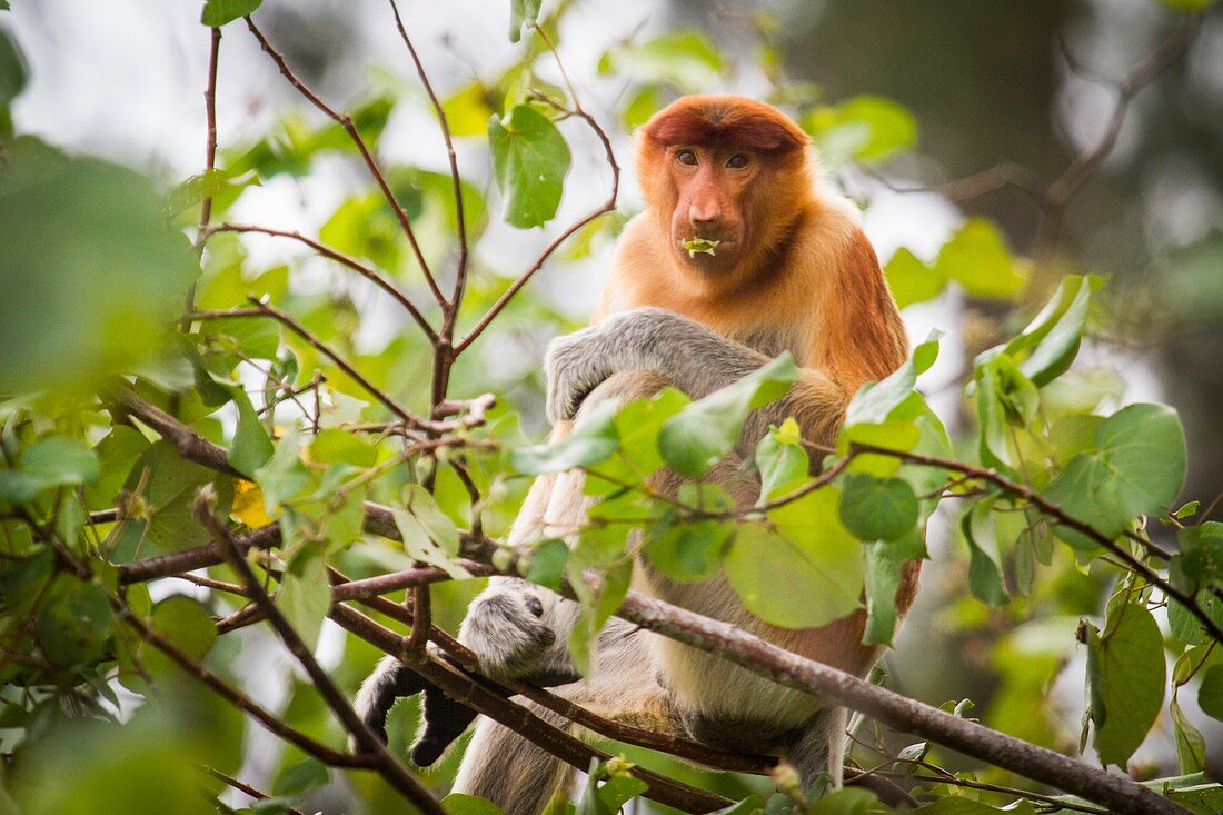 Female proboscis monkey feeding