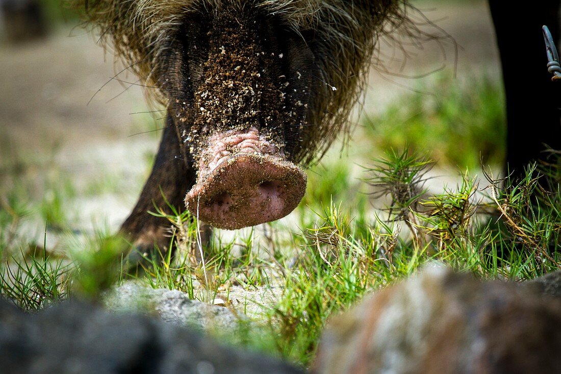 Bearded pig foraging