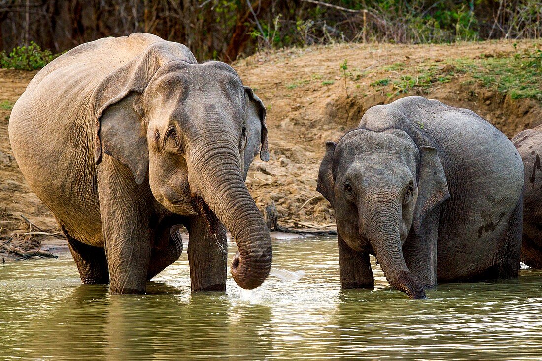 Sri Lankan elephants drinking
