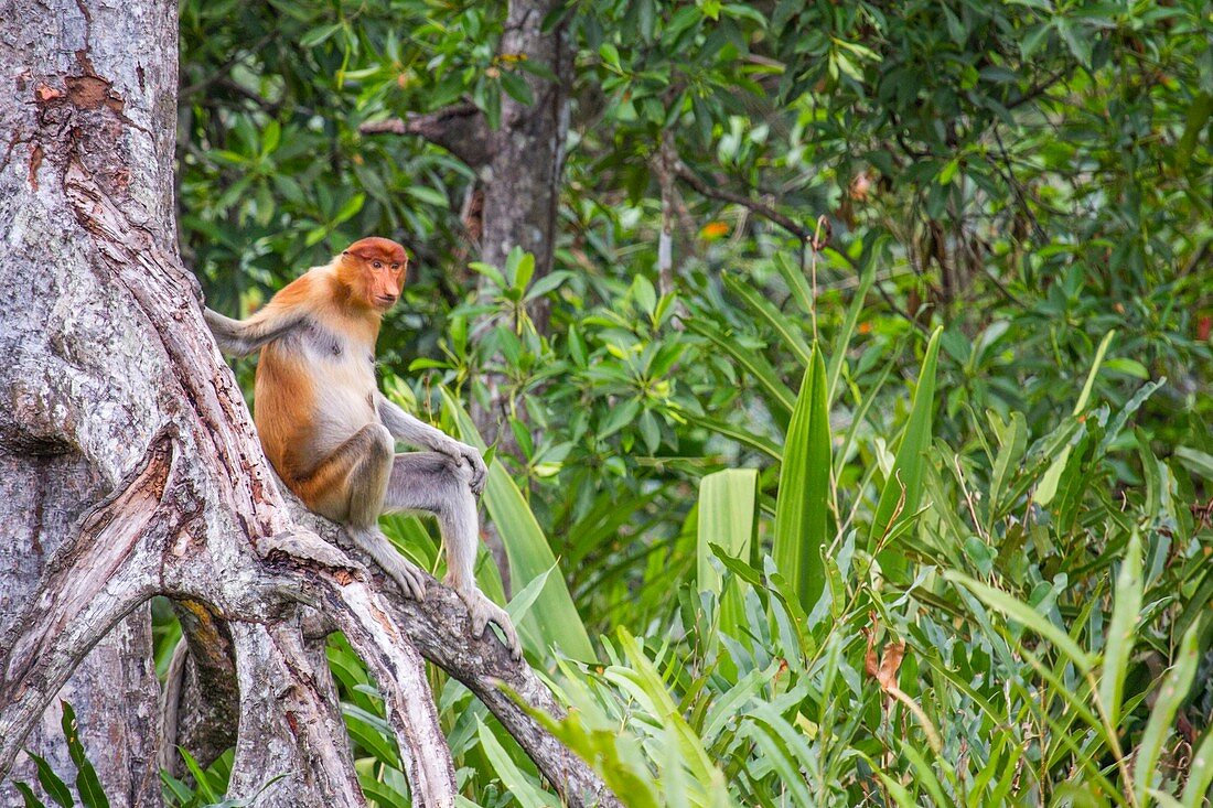 Female proboscis monkey