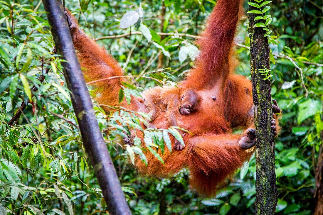 Sumatran orangutan with baby