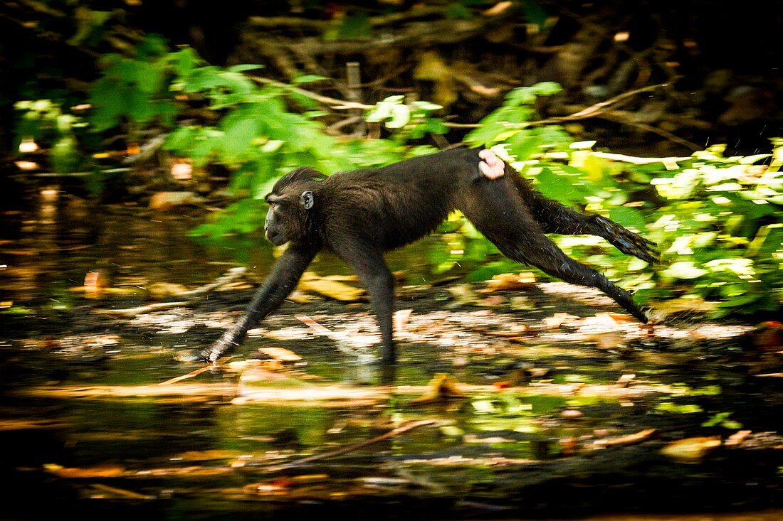 Crested black macaque running, Indonesia