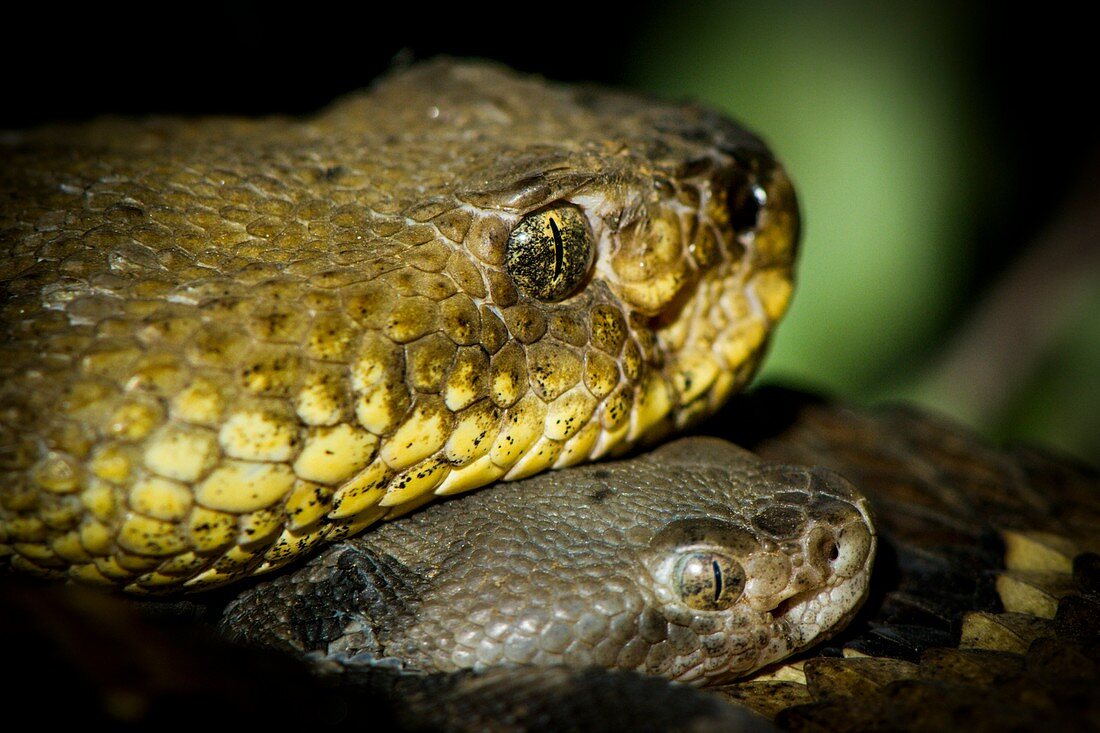 Timber rattlesnake and young