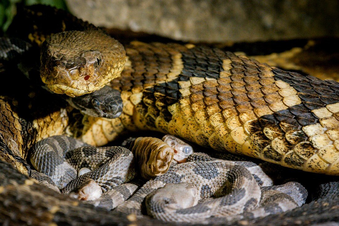 Timber rattlesnake and young