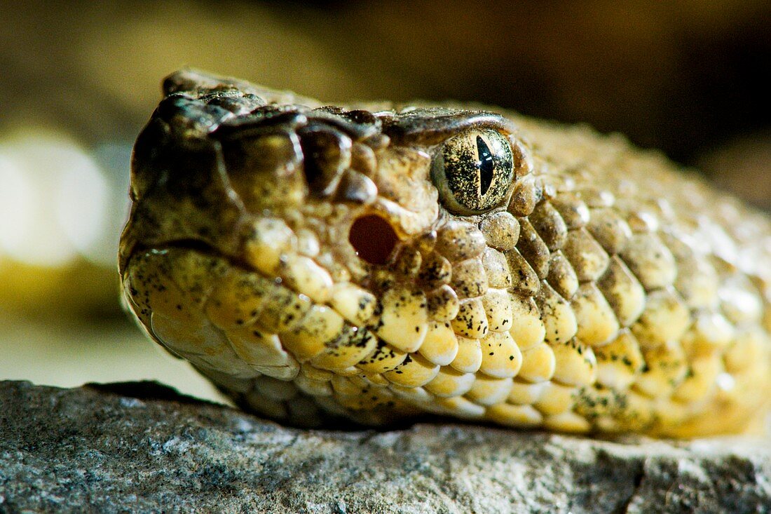 Timber rattlesnake