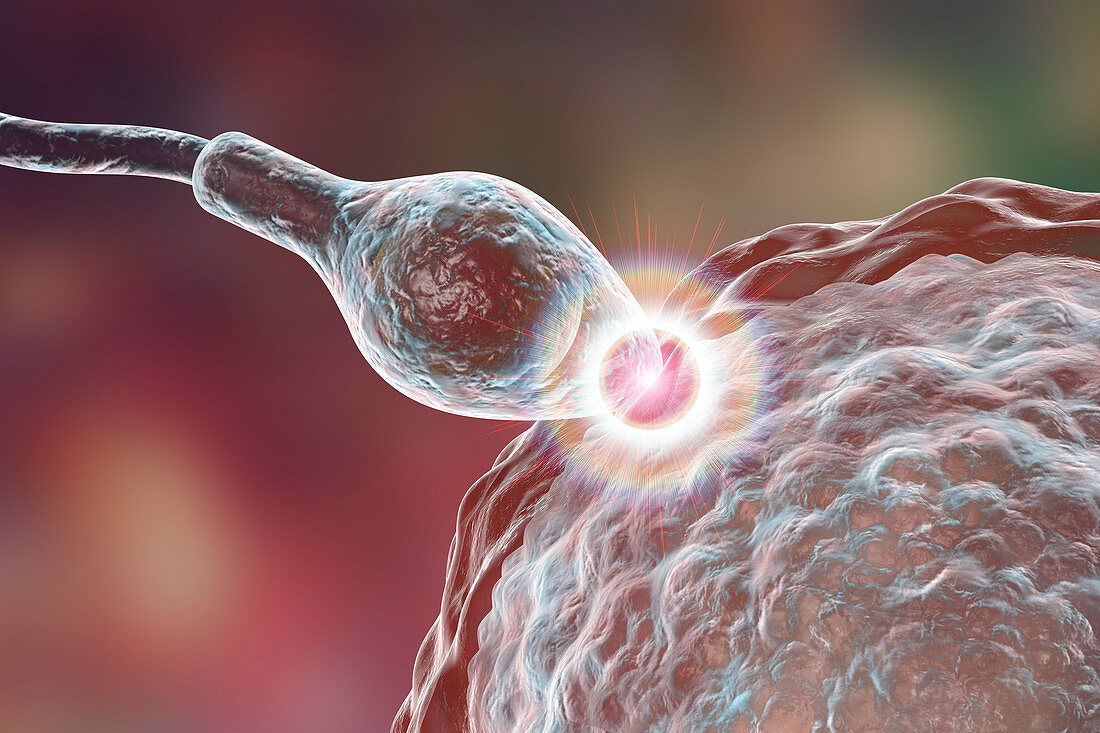 Sperm fertilizing egg, illustration