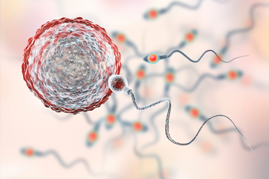 Sperm fertilizing egg, illustration