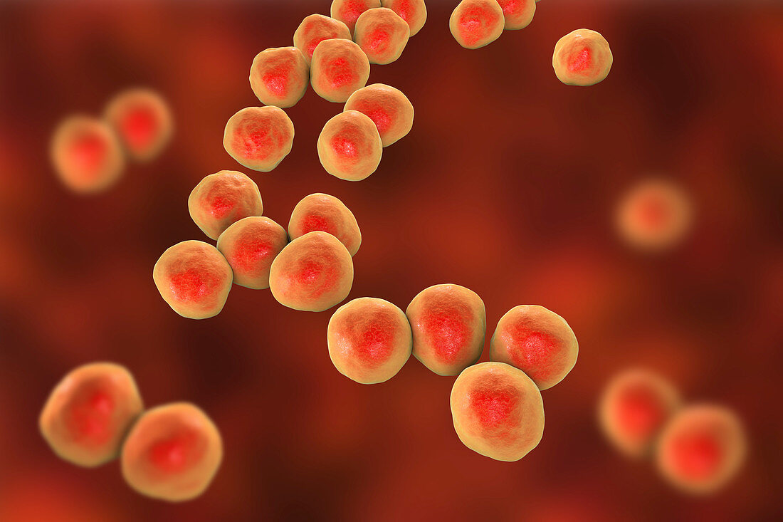 Veillonella bacteria, illustration