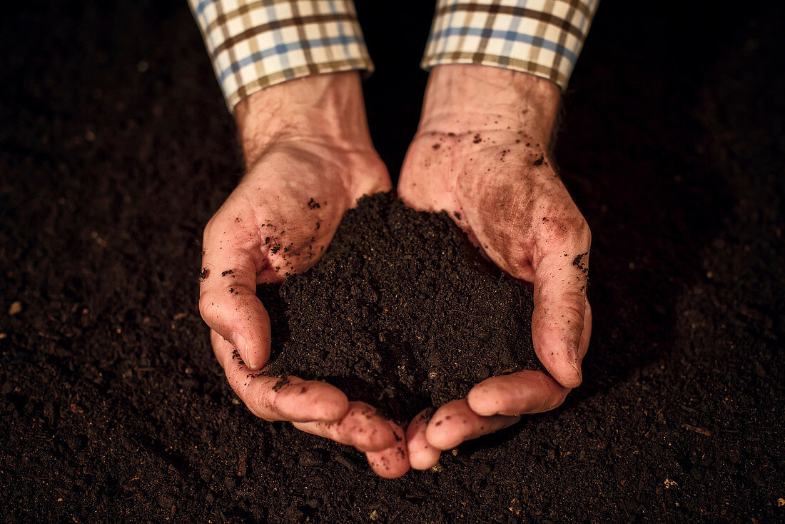 Soil in male gardener's hands