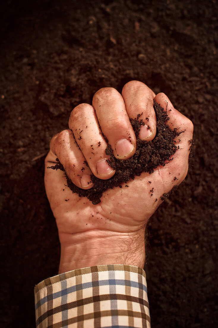 Soil in male gardener's hand