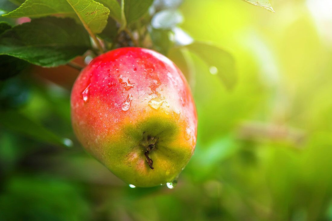 Organic red apple on branch