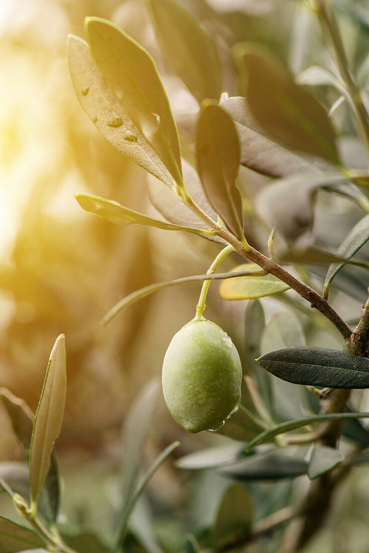 Ripe olive fruit on branch in organic orchard