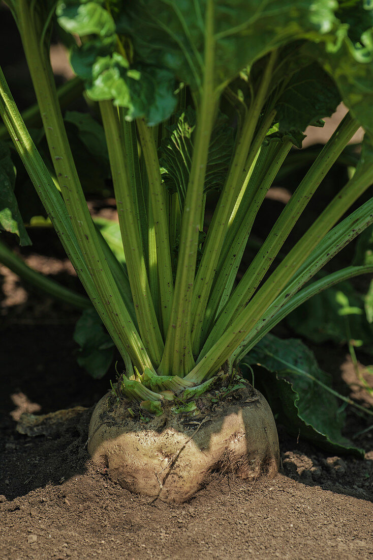 Sugar beet root