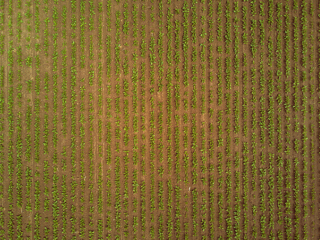 Rows of sugar beet plantation, aerial photograph