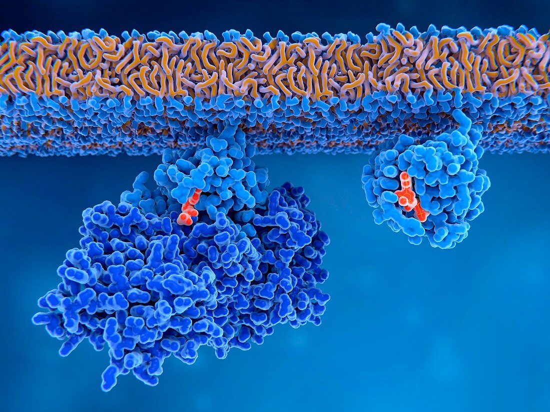 Activation of Ras protein, illustration