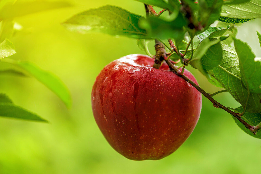 Red apple on branch after rain