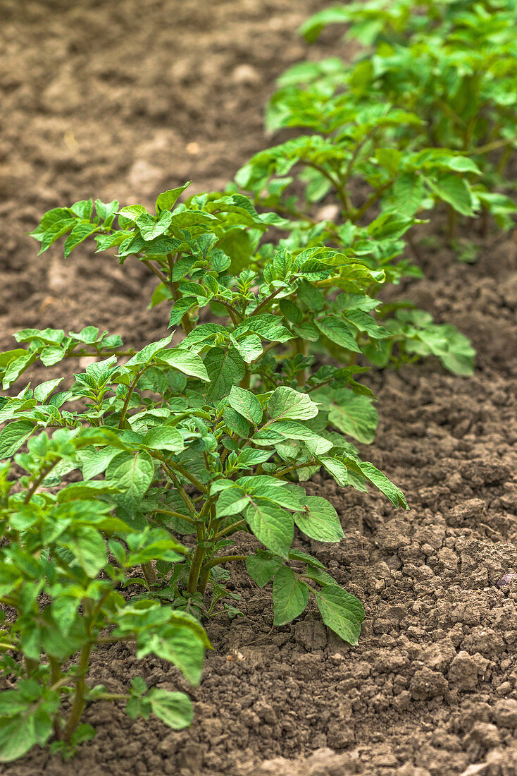 Potato plants in vegetable garden