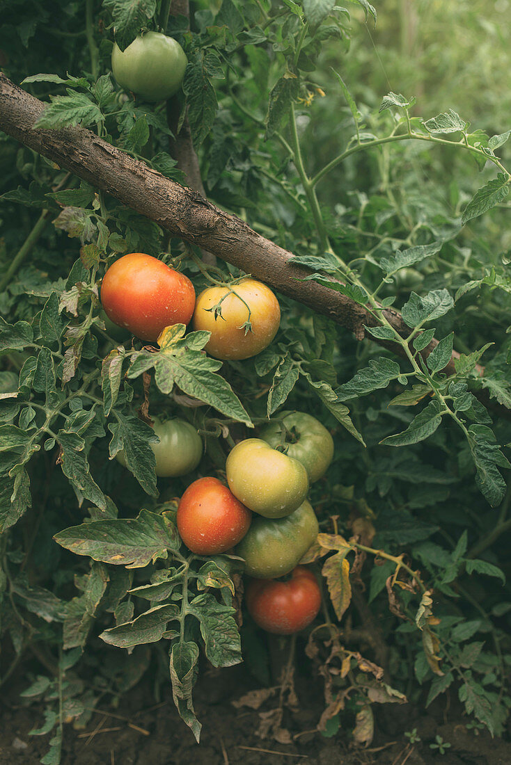 Tomatoes growing in vegetable garden