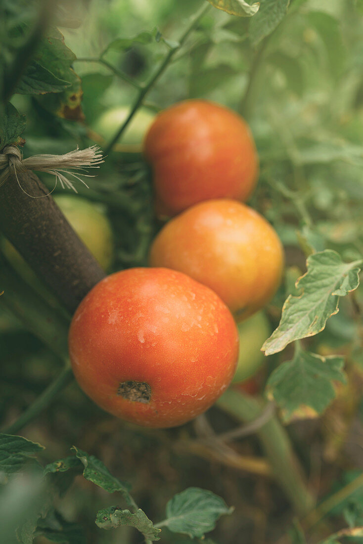 Tomatoes growing in vegetable garden