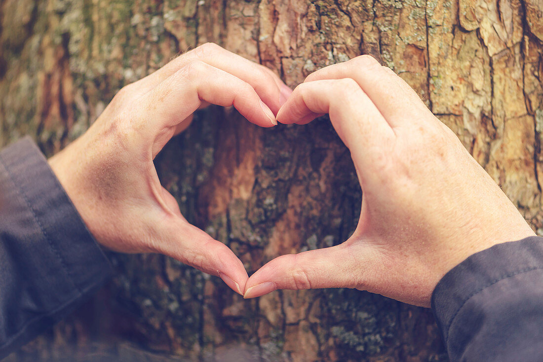 Hands making heart sign against tree trunk