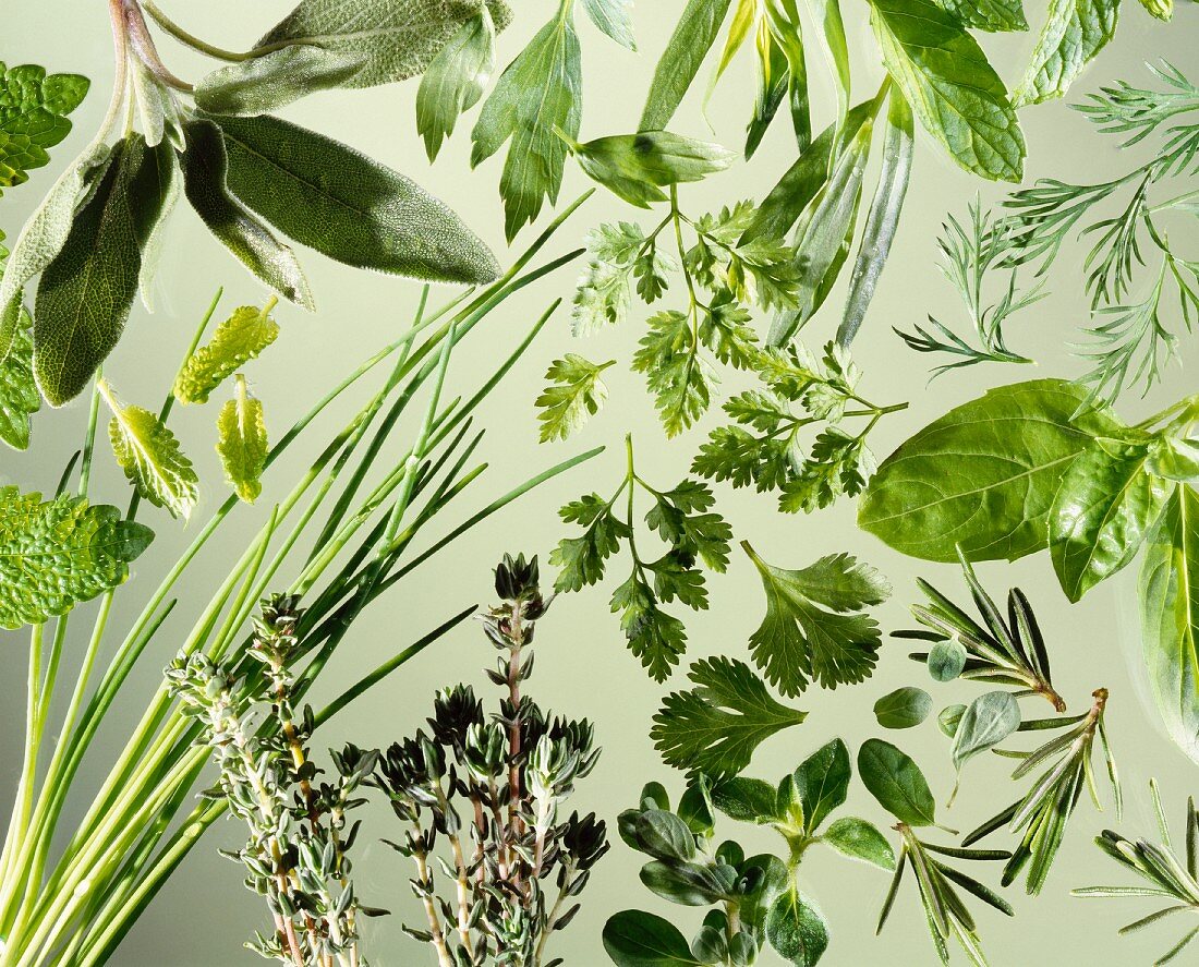 Still Life of Assorted Herbs